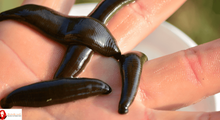 dream about leeches